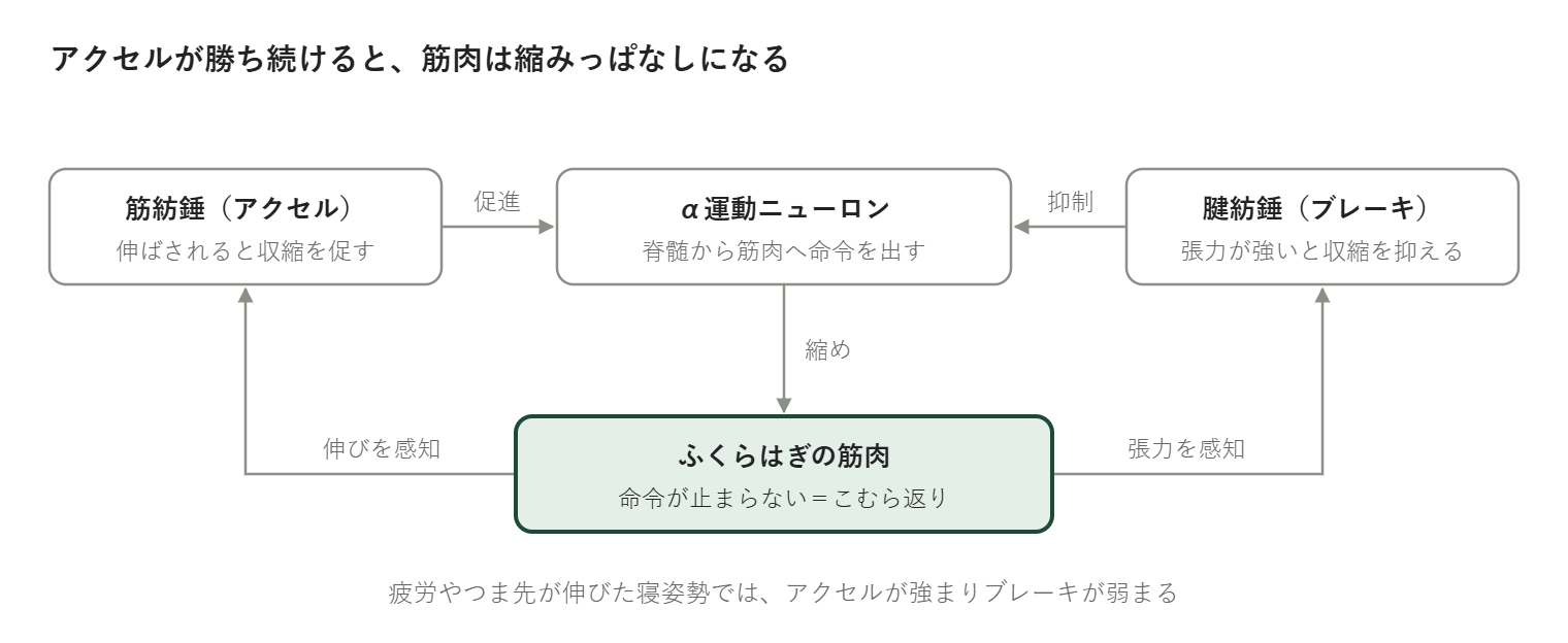 こむら返りの仕組み：筋紡錘（アクセル）と腱紡錘（ブレーキ）がα運動ニューロンを調整し、アクセルが勝つと筋肉が縮みっぱなしになる